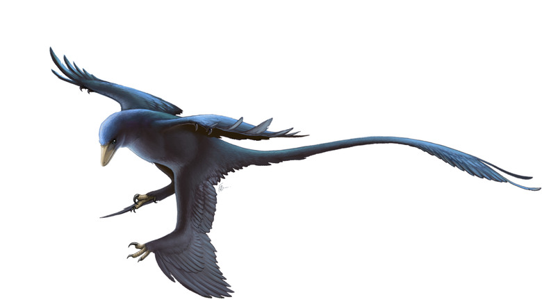 Microraptor gui illustration