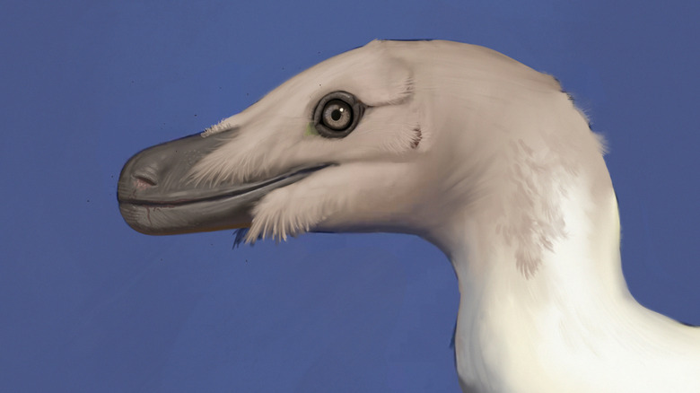 Velociraptor head reconstruction