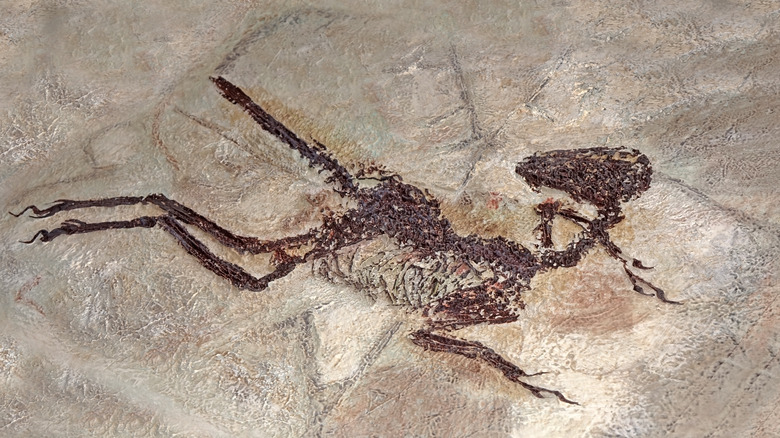 Zhenyuanlong fossil