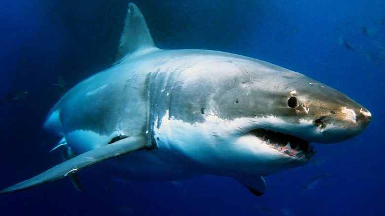 Great white shark underwater