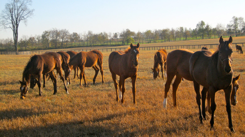 Horses in a paddock in Kentucky