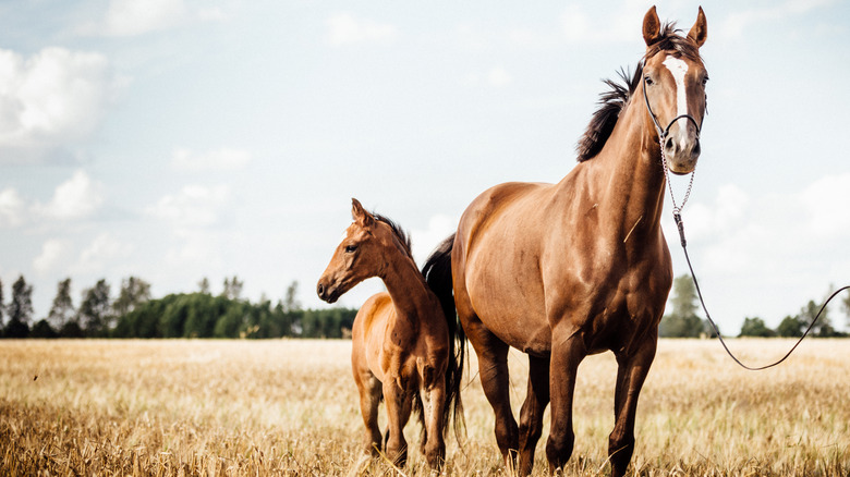 Mare and colt