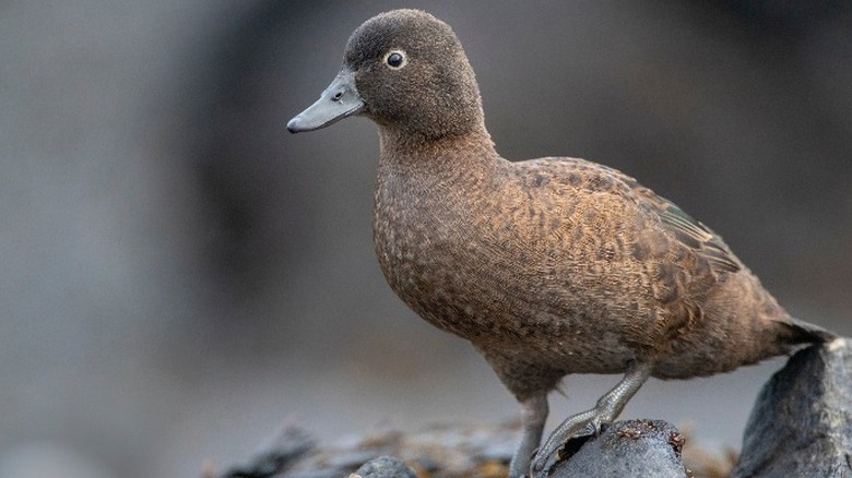 Campbell Island teal