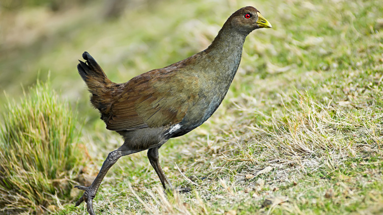 Tasmanian native hen