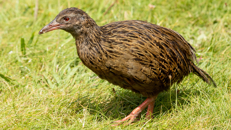 Weka