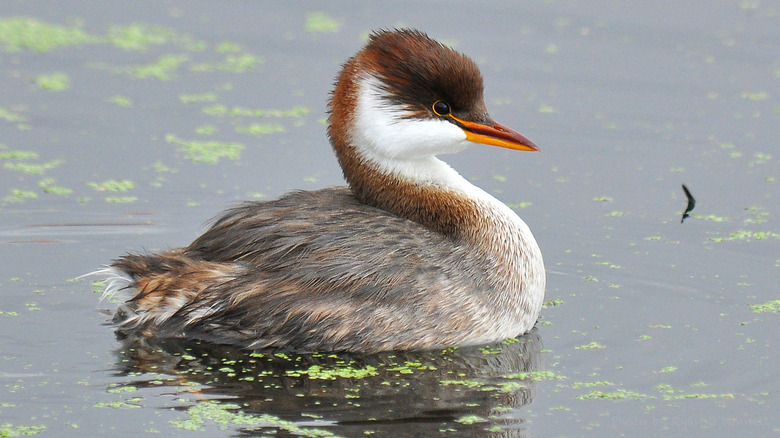 Titicaca grebe