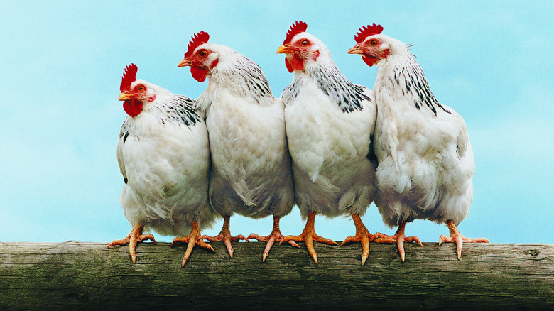 Four chickens stand on a fencepost