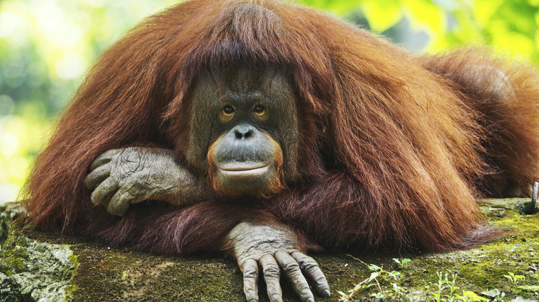 Relaxing orangutan watching camera