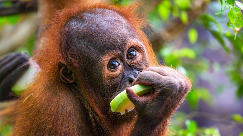 Baby orangutan eating fruit