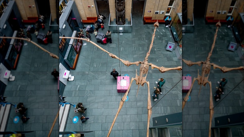 Quetzalcoatlus skeleton hanging in museum