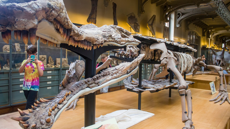 Kid taking picture of sarcosuchus fossil