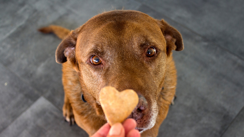 Dog with treat