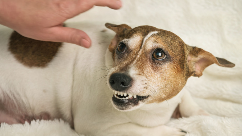 dog growling at stranger