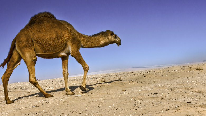 camel walking in desert