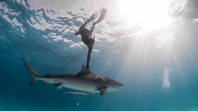 diver grabbing a shark's fin