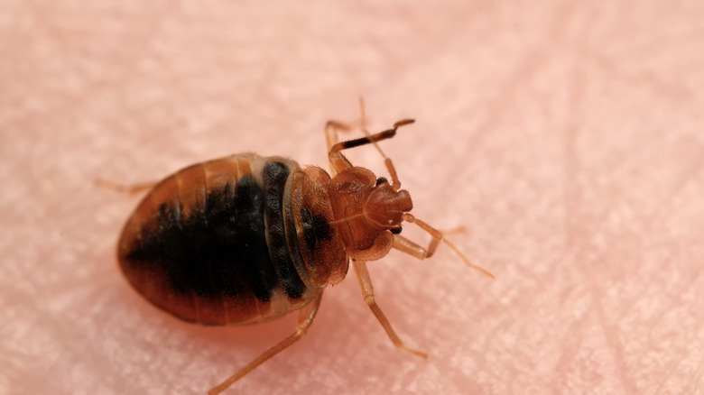 A 100-Million-Year-Old Fossil Uncovered A Key Fact About Bedbugs