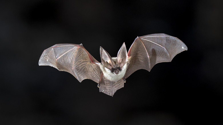 flying bat