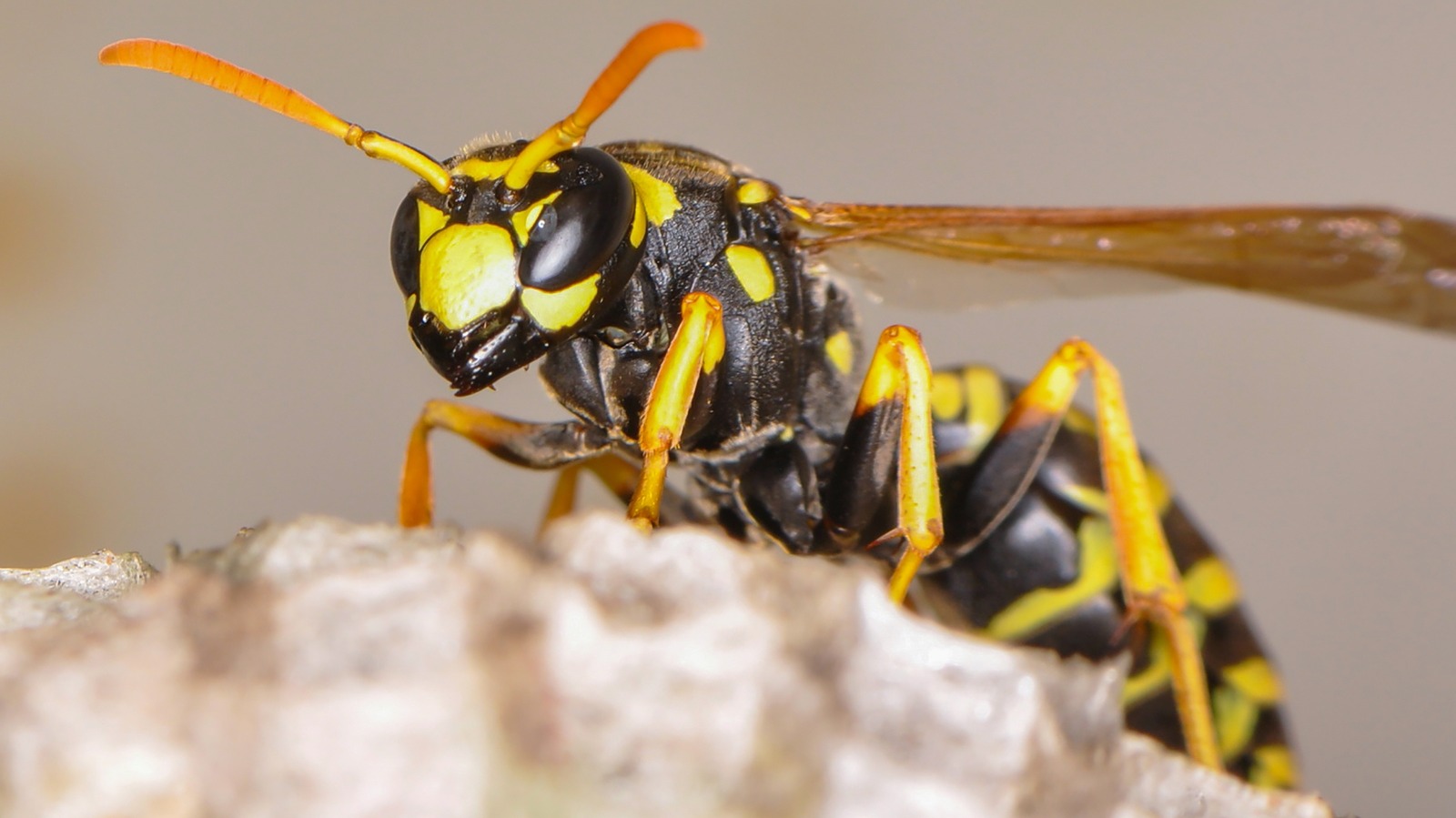 Researchers discovered a Brazilian wasp's venom could help treat cance...