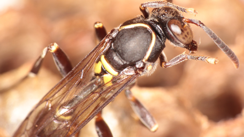 Polybia paulista wasp on a surface