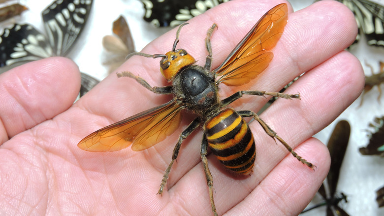 Person holding a Giant Asian hornet 