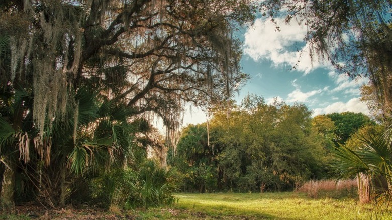 Dense palms and trees at the Myakkahatchee Creek Environmental Park