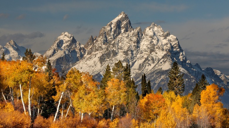 Yellow aspens in front of the Teton Mountains at Grand Teton National Park