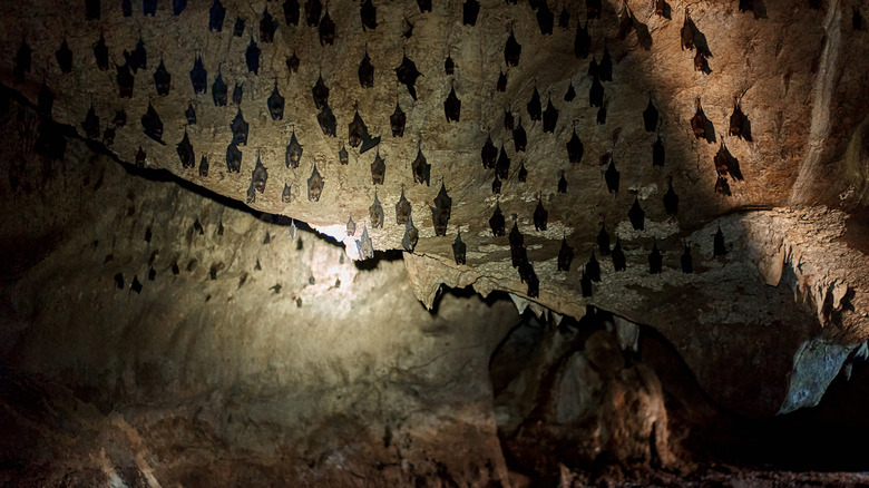 bats on a cave ceiling