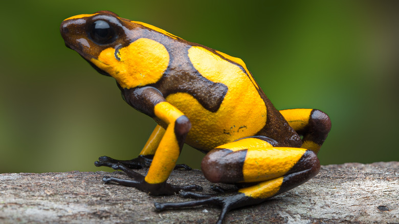 Harlequin frog species