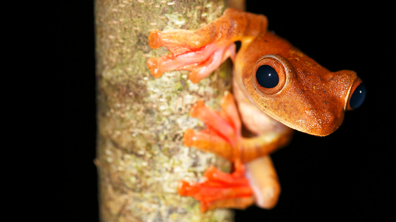 Harlequin frog on a branch