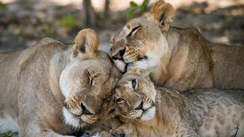 Three lions laying together