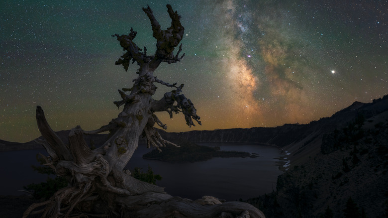 Pine tree night crater lake