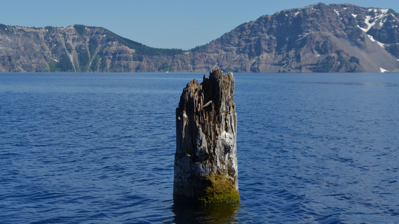 Old man log crater lake