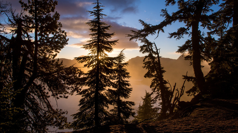 Tree silhouettes at crater lake