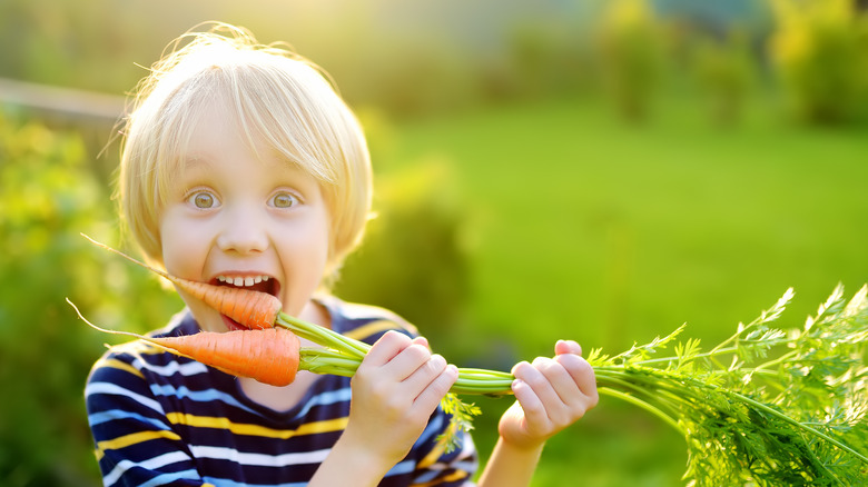 Child holding carrots freshly picked near mouth