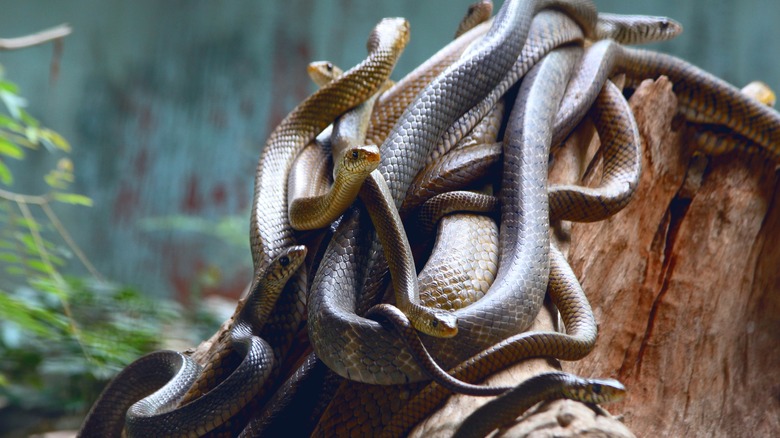 A Man Locked Himself Up For 72 Hours With Over 50 Deadly Snakes To ...