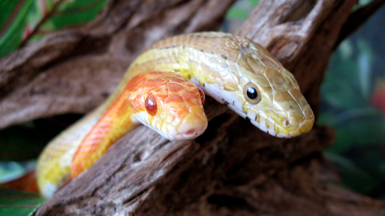 Two corn snakes 