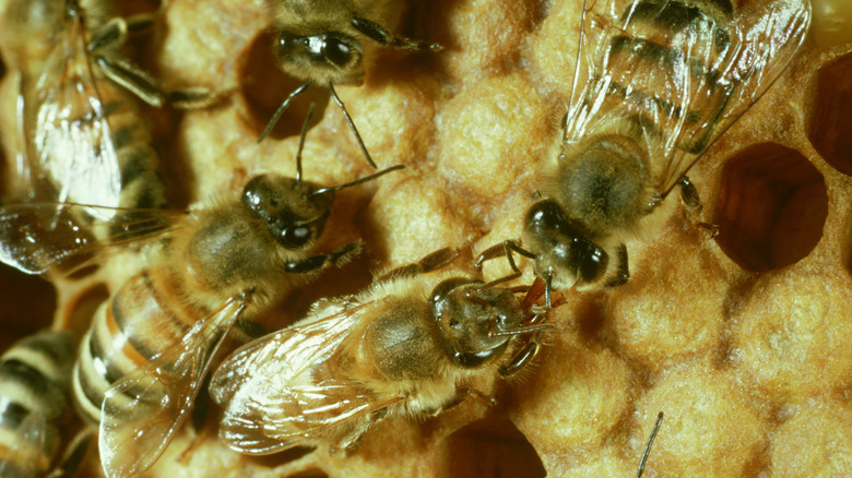 Bees walking on honeycomb