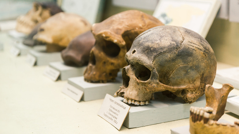 Homo sapien skulls