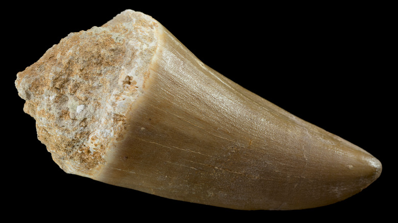 fossil of a mosasaur tooth 