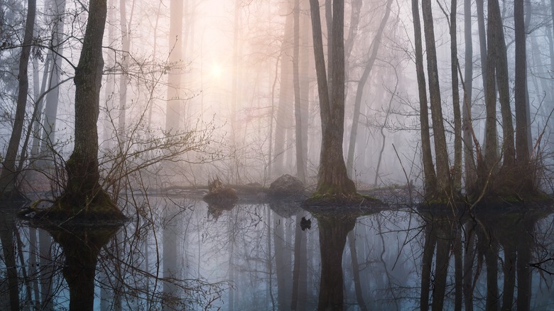 Spooky pond