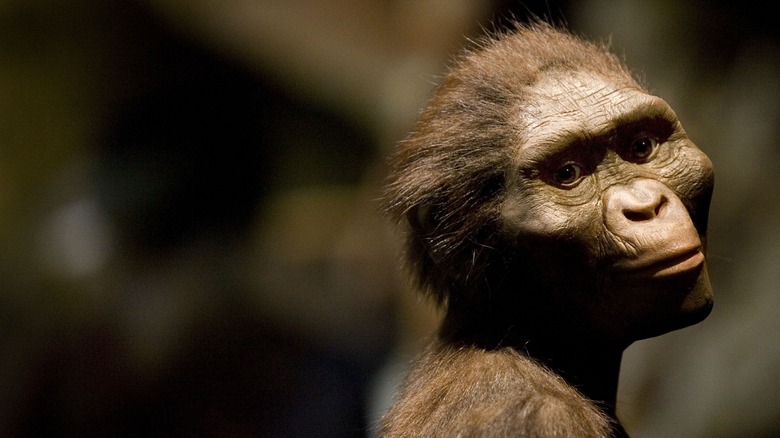 Australopithecus afarensis