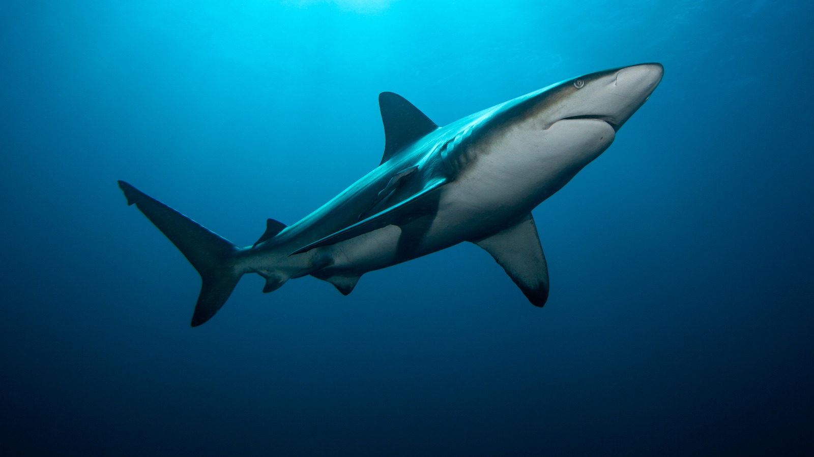 A Shark's Pregnancy Lasts Much Longer Than You Think