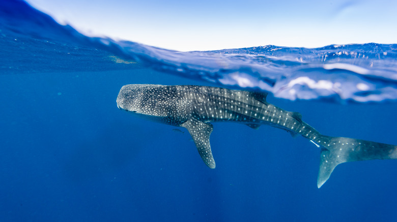 whale shark swimming near surface