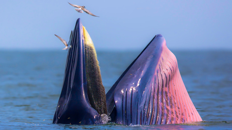 The mouth of a feeding whale