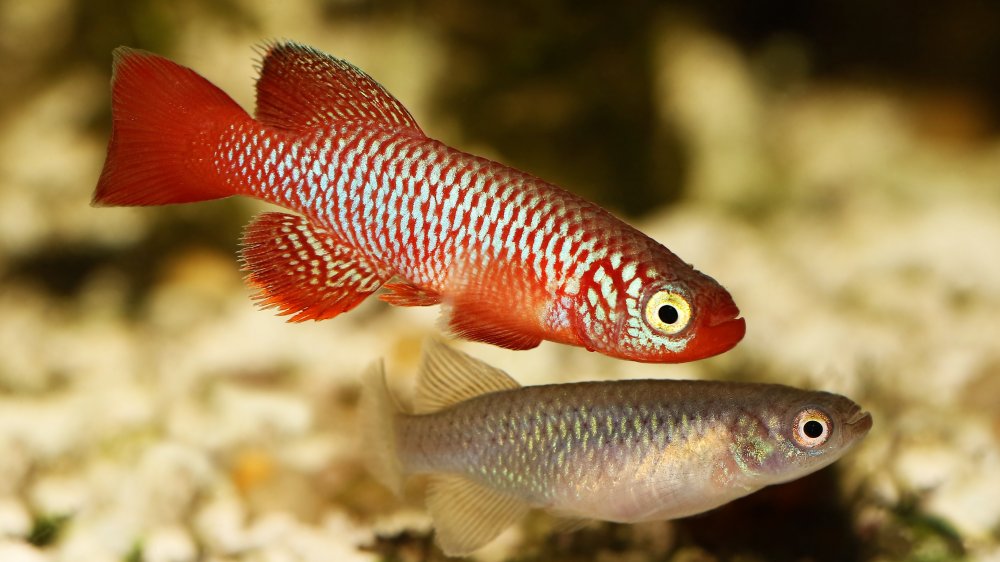 Killifish