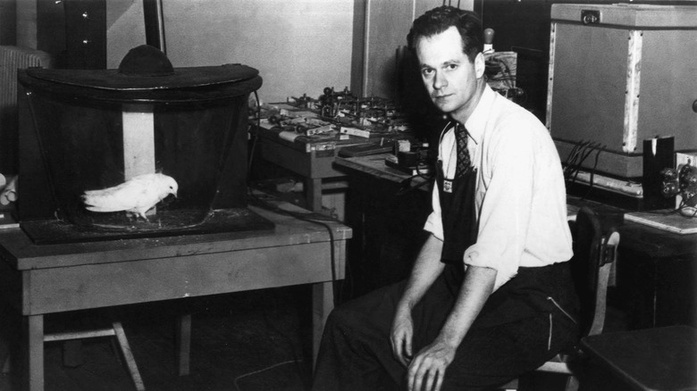 B.F. Skinner and pigeon