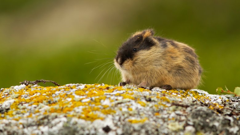 lemming rock cliff