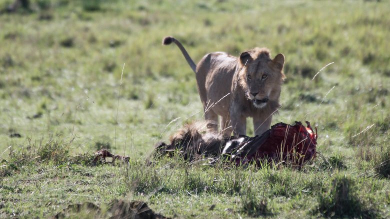 lion kill prey predator