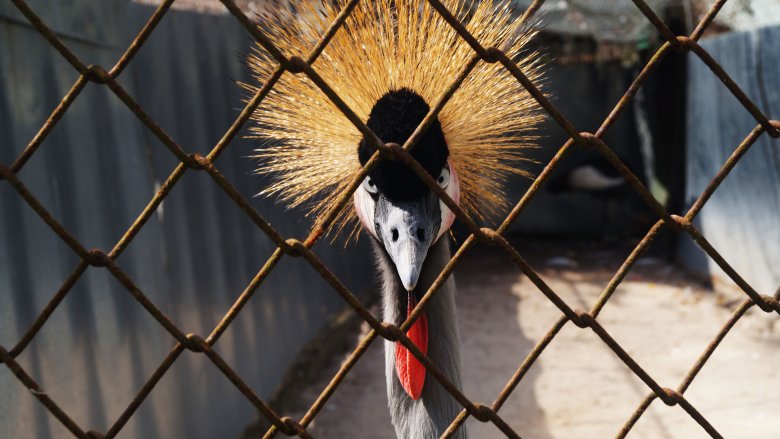 bird zoo phuket thailand cage