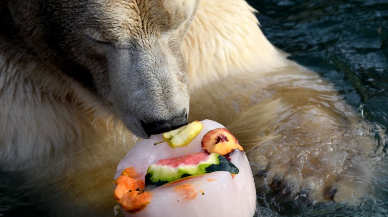 polar bear candy fruit